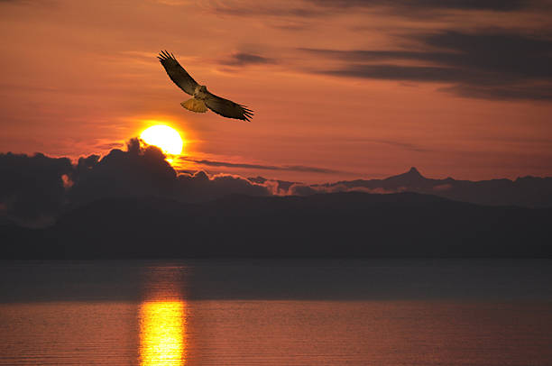 istock Swainson Hawk at sunset flying over the ocean. 470523788