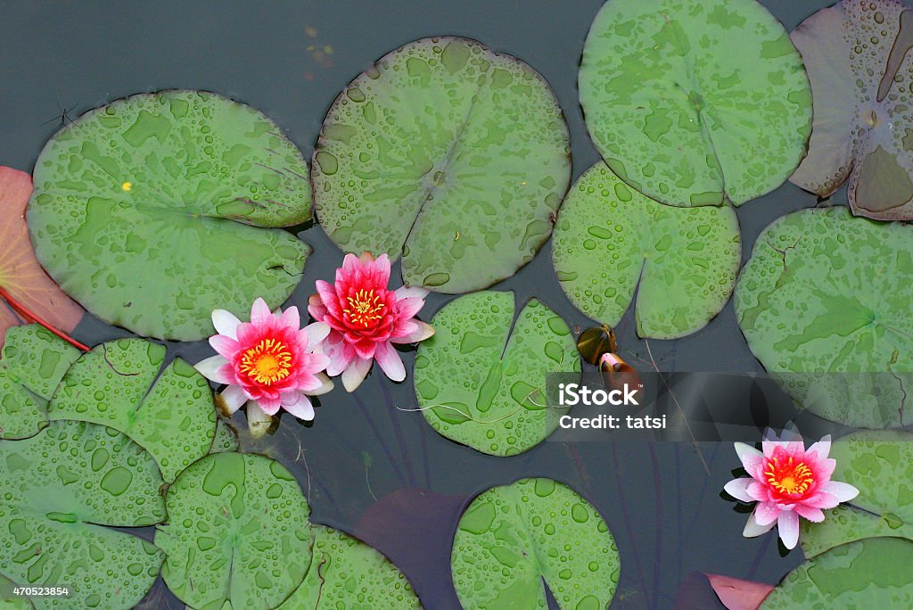 Water-lilies with raindrops Pink water-lilies in the pond. Minsk Botanical garden, Belarus. Horizontal or vertical colour photo. 2015 Stock Photo