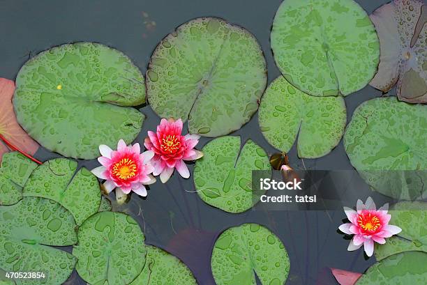 Waterlilies With Raindrops Stock Photo - Download Image Now - 2015, Botany, Copy Space