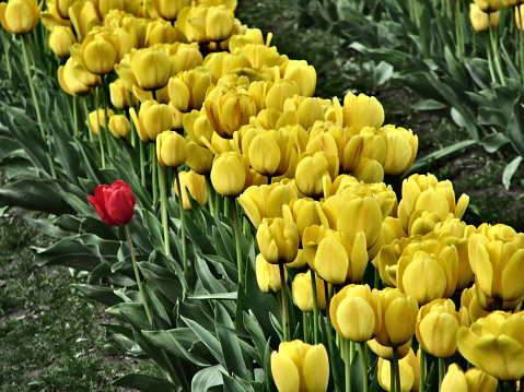 A unique red flower stands alone and apart in a row of yellow tulips. This image was taken using the poster effect to bring greater contrast between the red and yellow flowers. These tulips are grown in the fields surrounding LaConner, Washington.