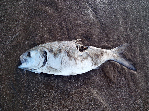 Fish killed on the beach and bitten by a predator