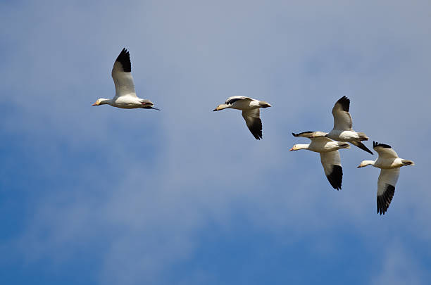 istock Five Snow Geese Flying in a Blue Sky 470527970