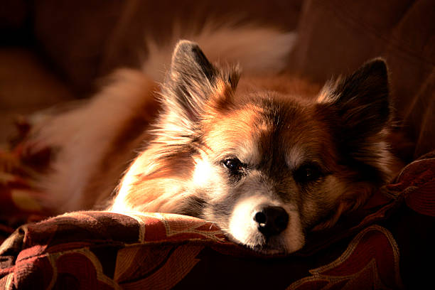 istock Dog Reclining On A Couch 470530550