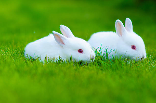 istock Funny baby white rabbit in grass 470530800