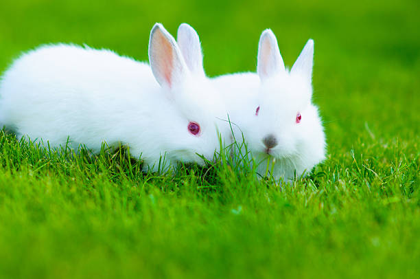 istock Funny baby white rabbit in grass 470531456