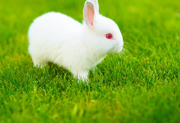 istock Funny baby white rabbit in grass 470531476