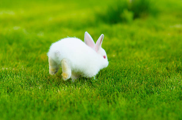 istock Funny baby white rabbit in grass 470531610