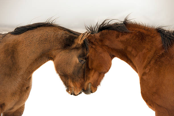 Horse emotion of Love