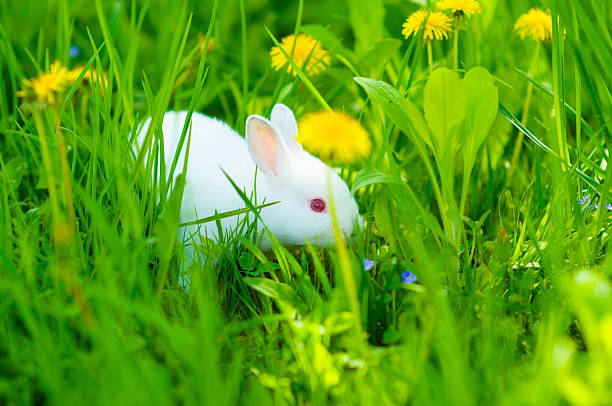 istock Funny baby white rabbit in grass 470531686