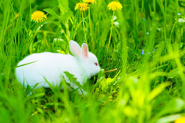 istock Funny baby white rabbit in grass 470531698