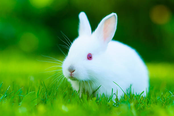 istock Funny baby white rabbit in grass 470531834
