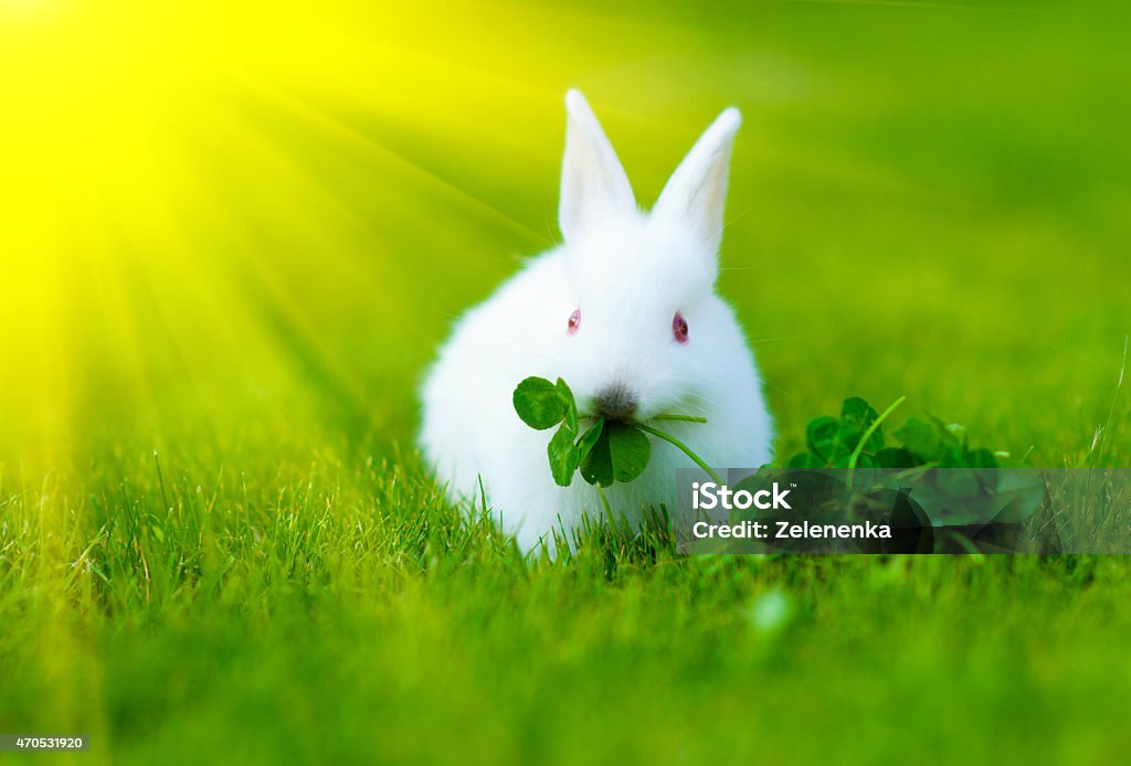 Funny baby white rabbit in grass 2015 Stock Photo