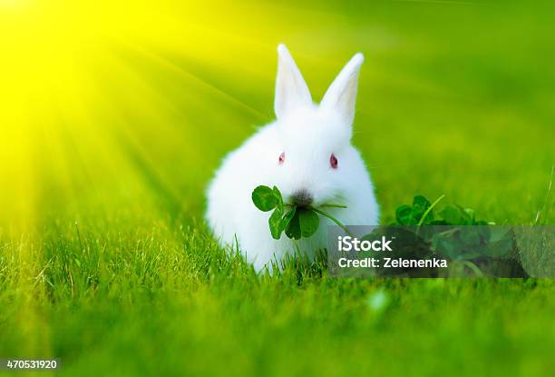 Funny Baby White Rabbit In Grass Stock Photo - Download Image Now - 2015, Agriculture, Animal