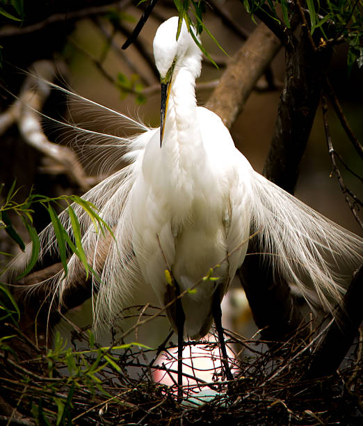 Nesting Great Egret stock photo