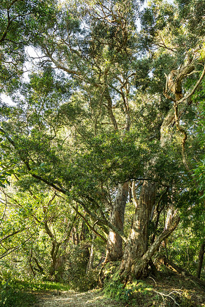 istock Waikomoi Hiking Trail on Maui 470534870