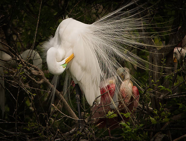 Nesting Great Egret stock photo