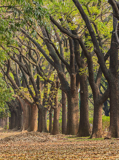 istock row of tree in the garden 470535456