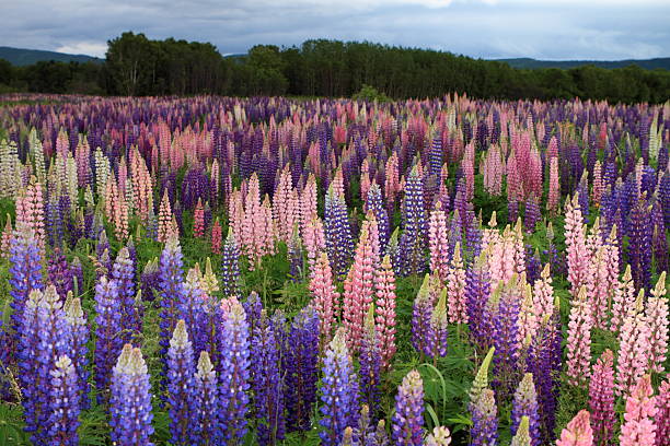 istock Russell Lupin flowers 470535562
