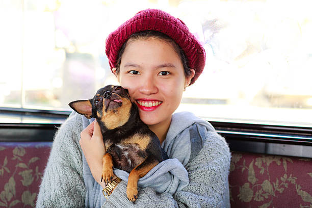 Asian girl and puppy chihuahua Asian girl and puppy chihuahua short human hair women little girls stock pictures, royalty-free photos & images