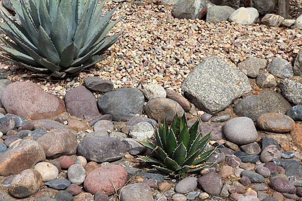 Joshua trees and Gneiss Rocks in and around Joshua Tree national park bordering the Colorado and Mojave desert