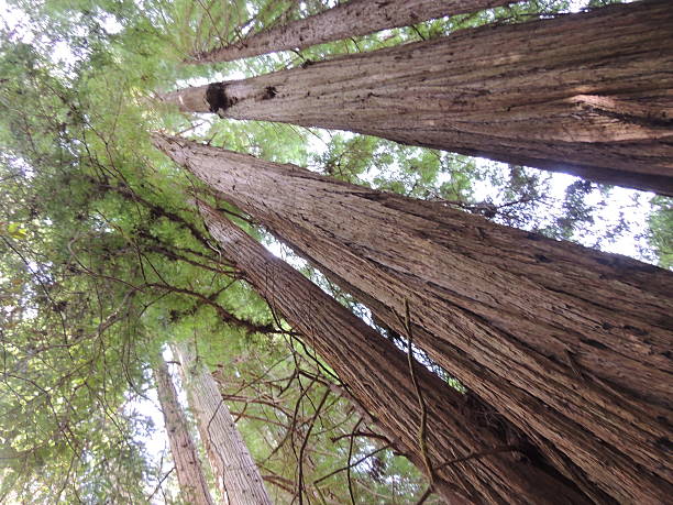 istock Giant Redwoods reach into the sky. 470539662