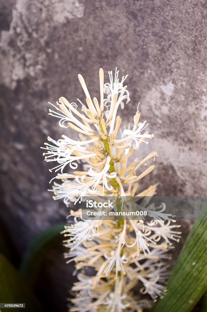 Sansevieria cylindrica Bojer flower Sansevieria cylindrica Bojer flower in garden 2015 Stock Photo