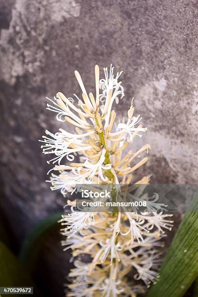 Sansevieria Cylindrica Bojer Flower Stock Photo - Download Image Now - 2015, Beauty In Nature, Blossom