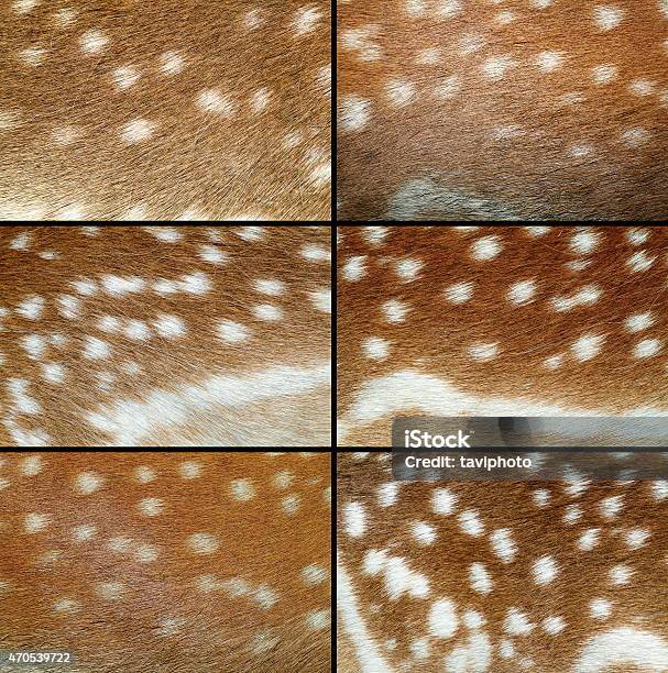 Collection Of Fallow Deer Pelts Stock Photo - Download Image Now - Fallow Deer, 2015, Abstract