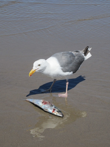 A Herring seagull stands in shallow waer eating a dead fish.