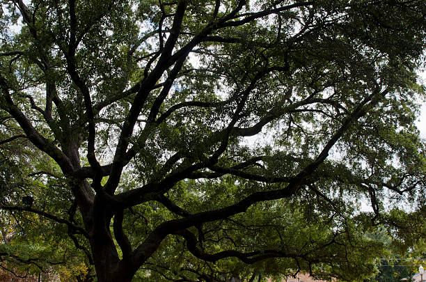 Live Oak Tree at Baylor University A live oak tree has grown to huge proportions.  It's hard to believe it started as a small acorn! live oak tree stock pictures, royalty-free photos & images
