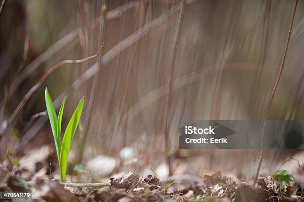 New Life Stock Photo - Download Image Now - Beauty In Nature, Beginnings, Branch - Plant Part