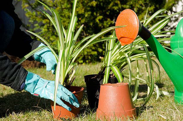 Fixing green flowers Fixing green flowers outdoors in a garden with flower pots and a water can spider plant photos stock pictures, royalty-free photos & images