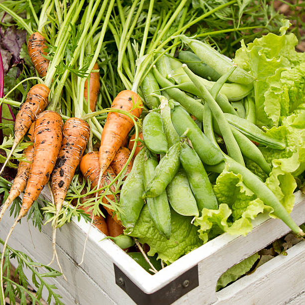 istock Organic Garden Harvest 470543402