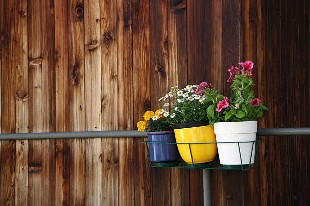 istock Three small pots of flowers 470547029