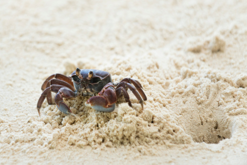 Ghost crab  around its hole,  white sand beach, Silhuette island, Seychelles
