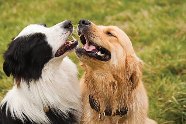 istock Border Collie in love with Golden retriever 470547587