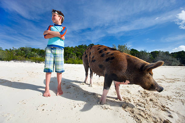 Boy on Exuma vacation Boy with swimming pig of Exuma at beach exuma stock pictures, royalty-free photos & images