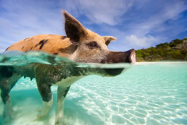 Swimming pig in a water at beach on Exuma Bahamas