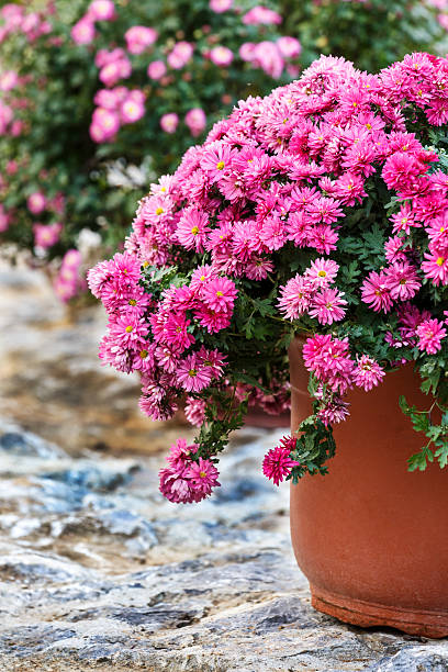 istock Chrysanthemums bloom in the garden 470547982