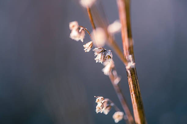 istock Macro image of plants in forest 470548666