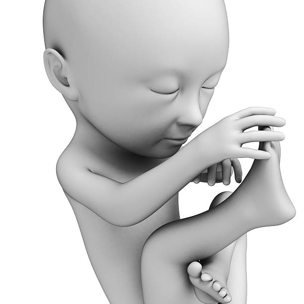 fetus month 7 3d rendered illustration of a fetus, month 7 7 week fetus stock pictures, royalty-free photos & images