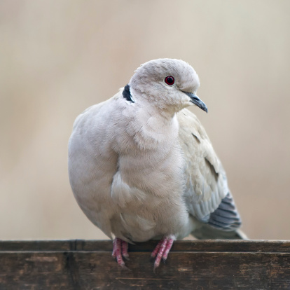 Collared dove looking in the camera
