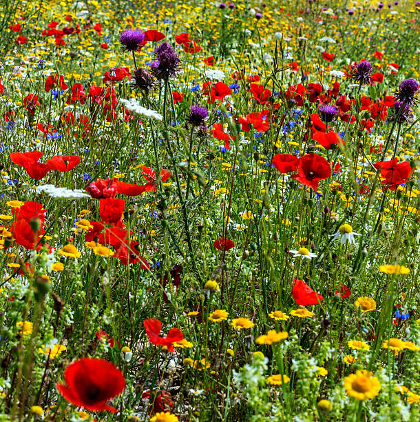 istock Piano Grande di Castelluccio (Italy) 470551348