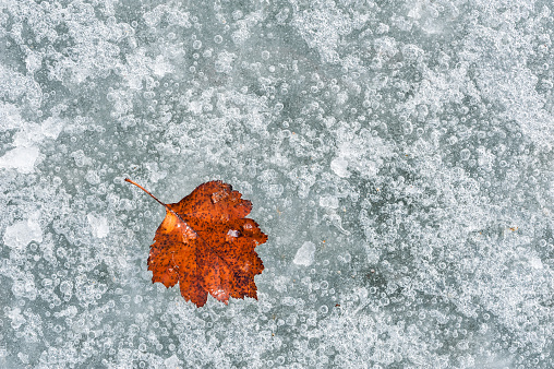 Autumn red leaf on the ice. Macro image with small depth of field