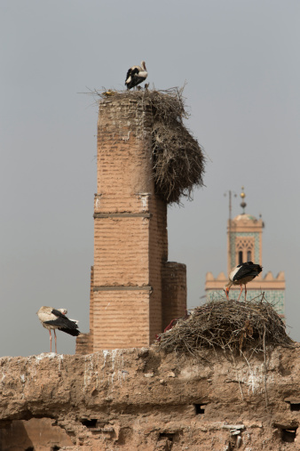 Famous storks nesting at the El Badi Palace in Marrakech