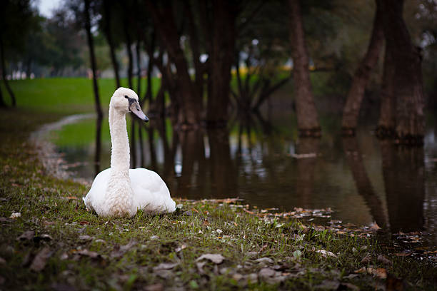 Swan stock photo