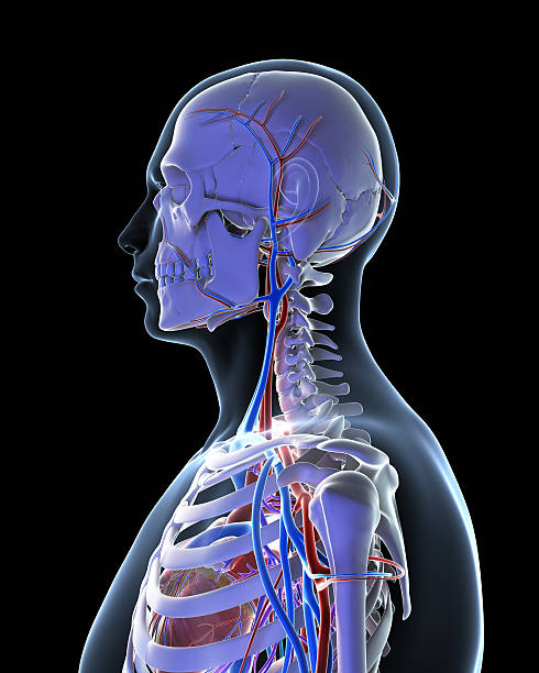 istock male skeleton and blood vessels 470554117