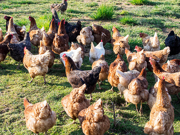 istock Free Range Foraging Chickens at Organic Farm 470554150