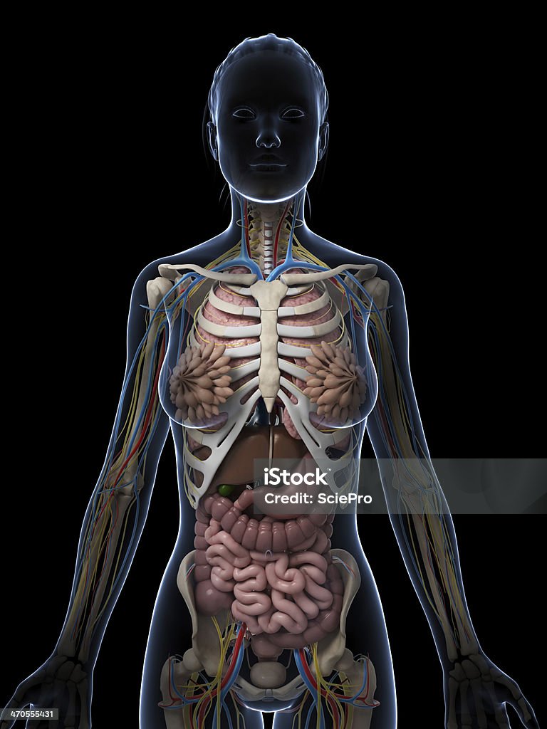 female anatomy 3d rendered illustration of the female anatomy Abdomen Stock Photo