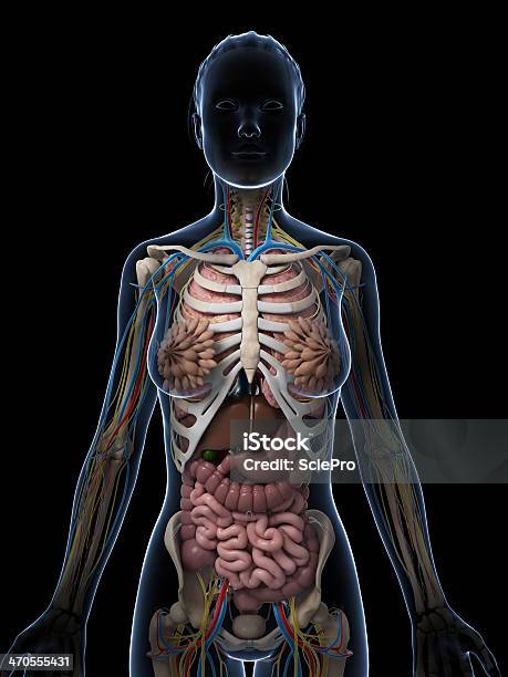 Female Anatomy Stock Photo - Download Image Now - Abdomen, Anatomy, Appendix